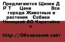 Предлагаются Щенки Д.Р.Т.  › Цена ­ 15 000 - Все города Животные и растения » Собаки   . Ненецкий АО,Каратайка п.